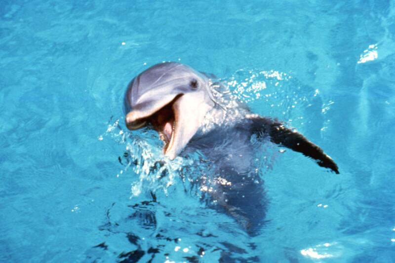 galleries/2011/12/28/rip-cheetah-from-tarzan-and-other-vintage-animal-stars-photos/hollywood-animal-stars-gal-flipper_xodho0