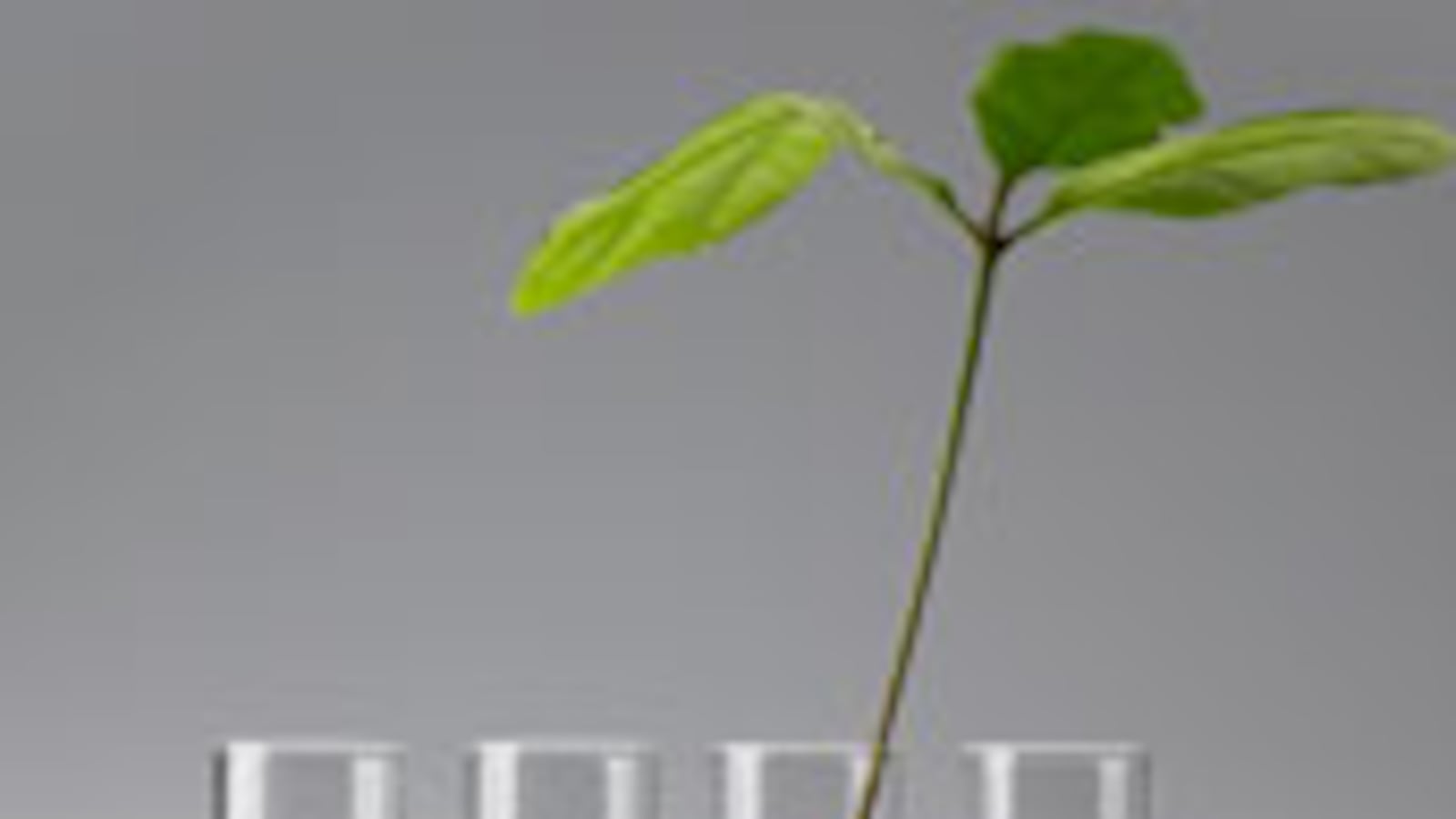 articles/2009/08/11/the-stealth-threat-to-the-worlds-food-supply/freese-seeds_42891_d99bre