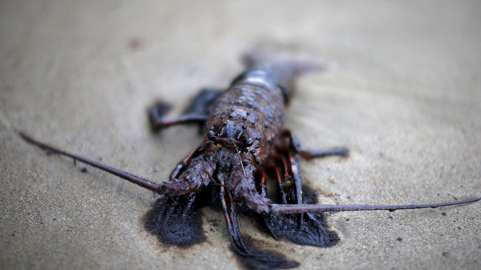 galleries/2015/05/21/california-oil-spill-photos/150521-oil-spill7_eyu5dw