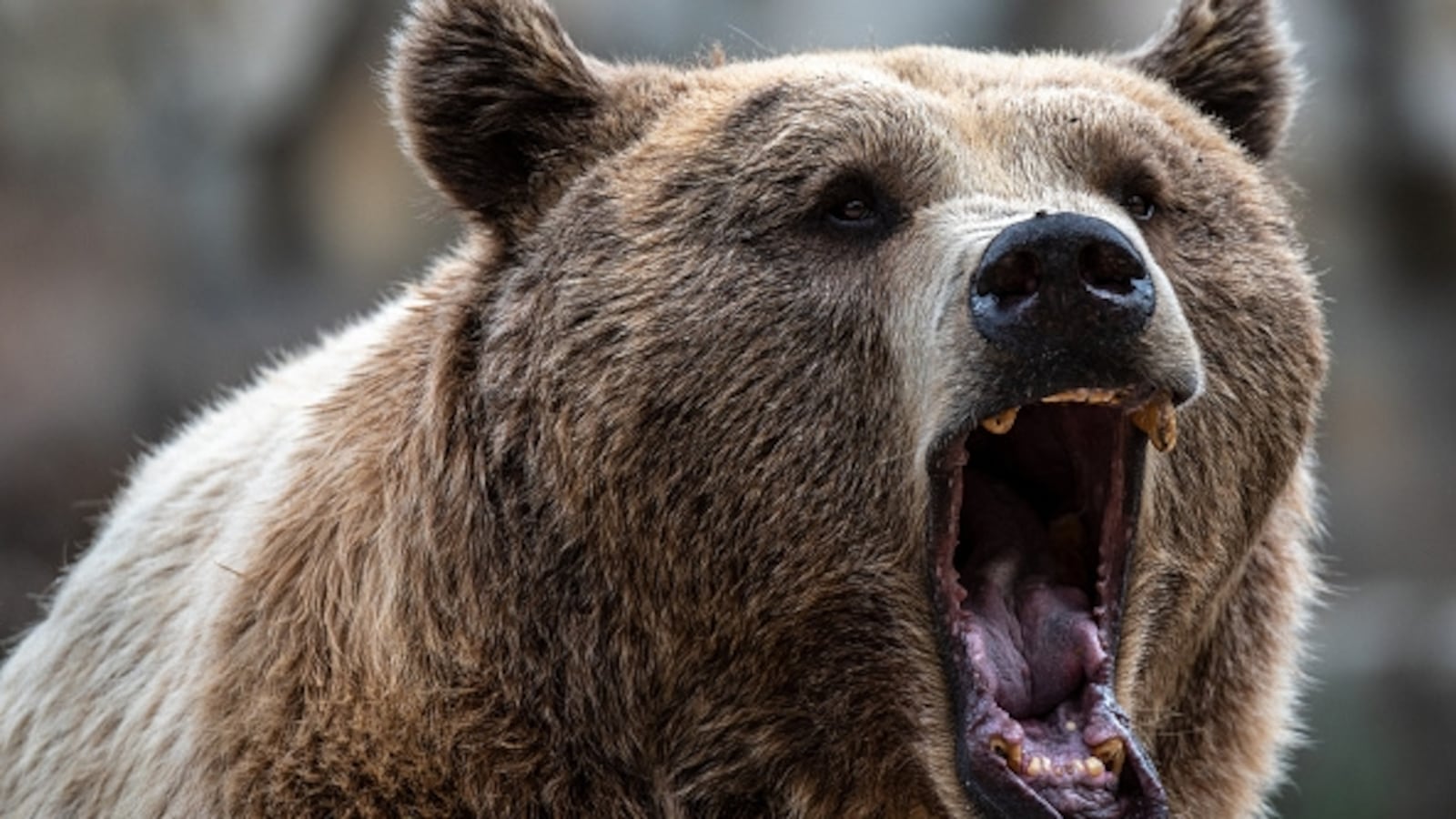 A brown bear roaring with its mouth wide open