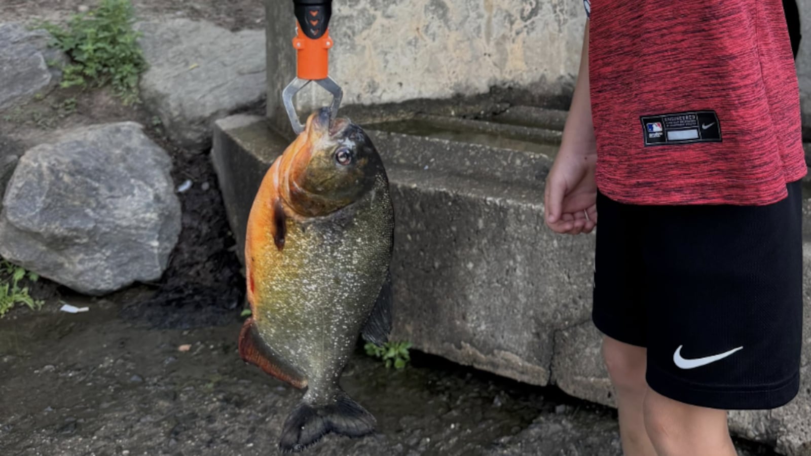 Young boy catches a piranha while fishing