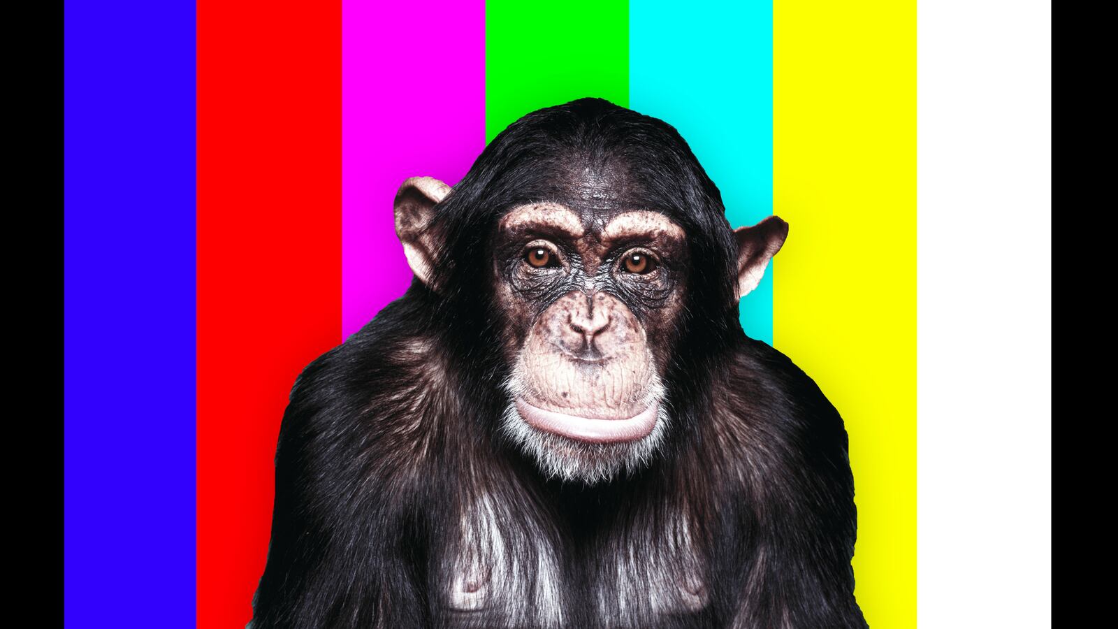 201006-TNA-tease-chimp_kswao8