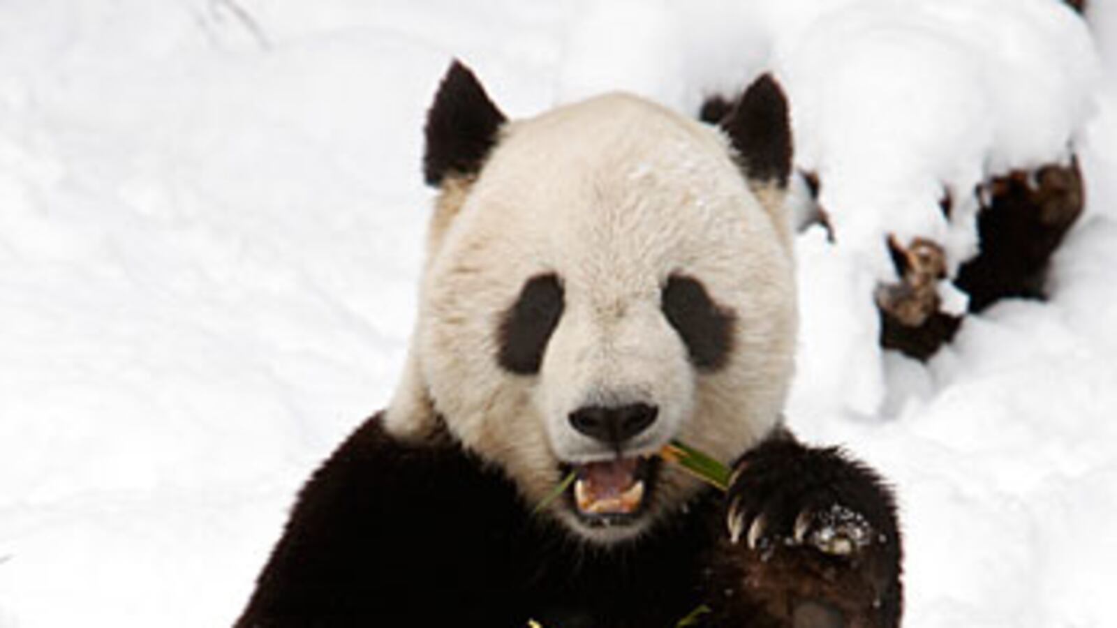 cheats/2010/02/04/washington-says-goodbye-to-panda/tai-shan_fuvceg