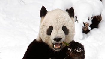 cheats/2010/02/04/washington-says-goodbye-to-panda/tai-shan_fuvceg
