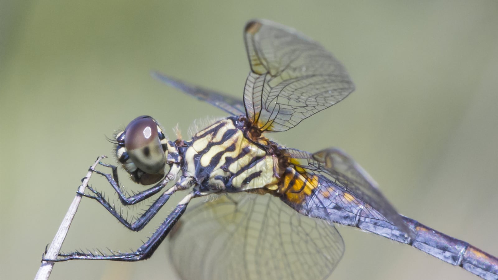 articles/2015/06/15/astronomer-pieter-van-dokkum-photographs-dragonflies-up-close-and-personal/150614-wortman-dragonflies-tease_bhfq02