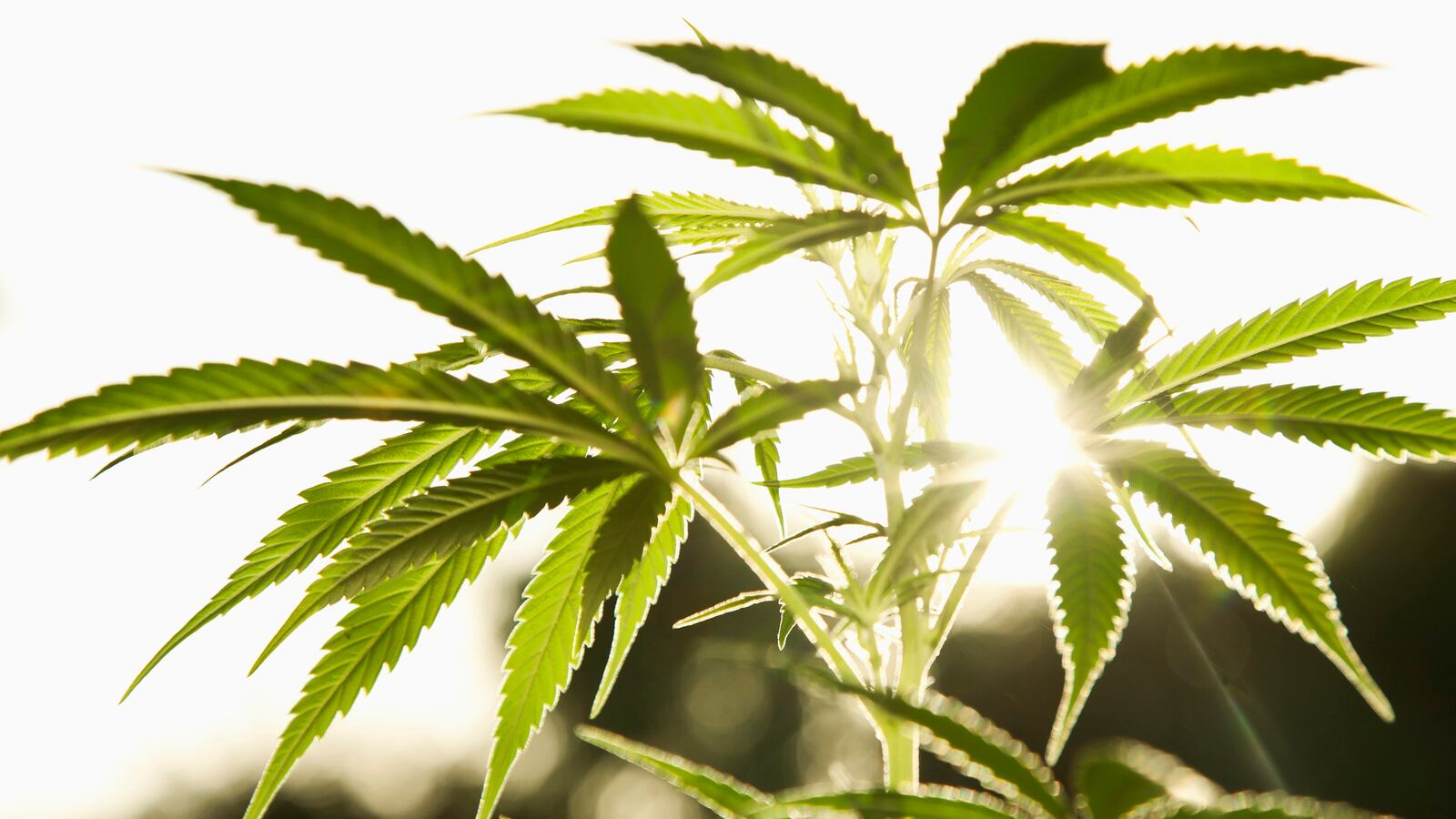 cheats/2013/02/15/mitch-mcconnell-wants-to-legalize-hemp/130215-mcconnel-hemp-legal-cheat_gjdsxe