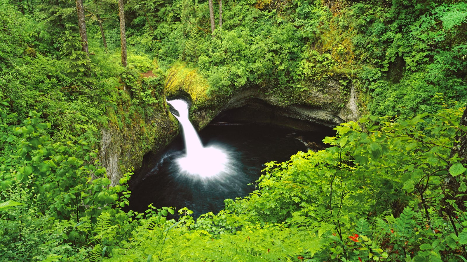 Punch Bowl Falls splashing in the middle of a lush forest in Columbia River Gorge National Scenic Area. Oregon, United States of America.