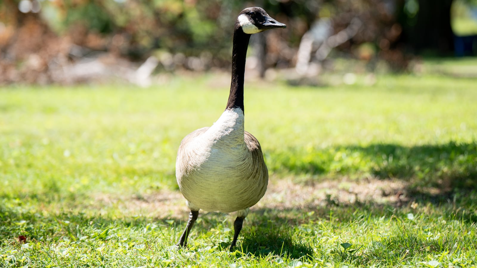 A Canada goose is seen in Jackson Park in Chicago, Illinois, United States, on July 29, 2026.