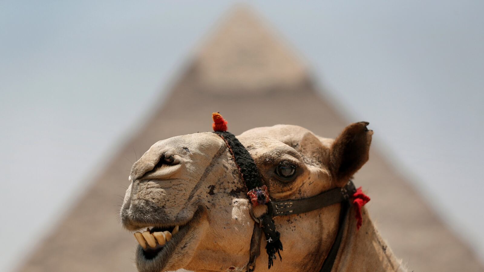 cheats/2013/10/05/teachers-flip-out-over-hump-day-ad/131004-weird-cheat-camel_ivu8mj