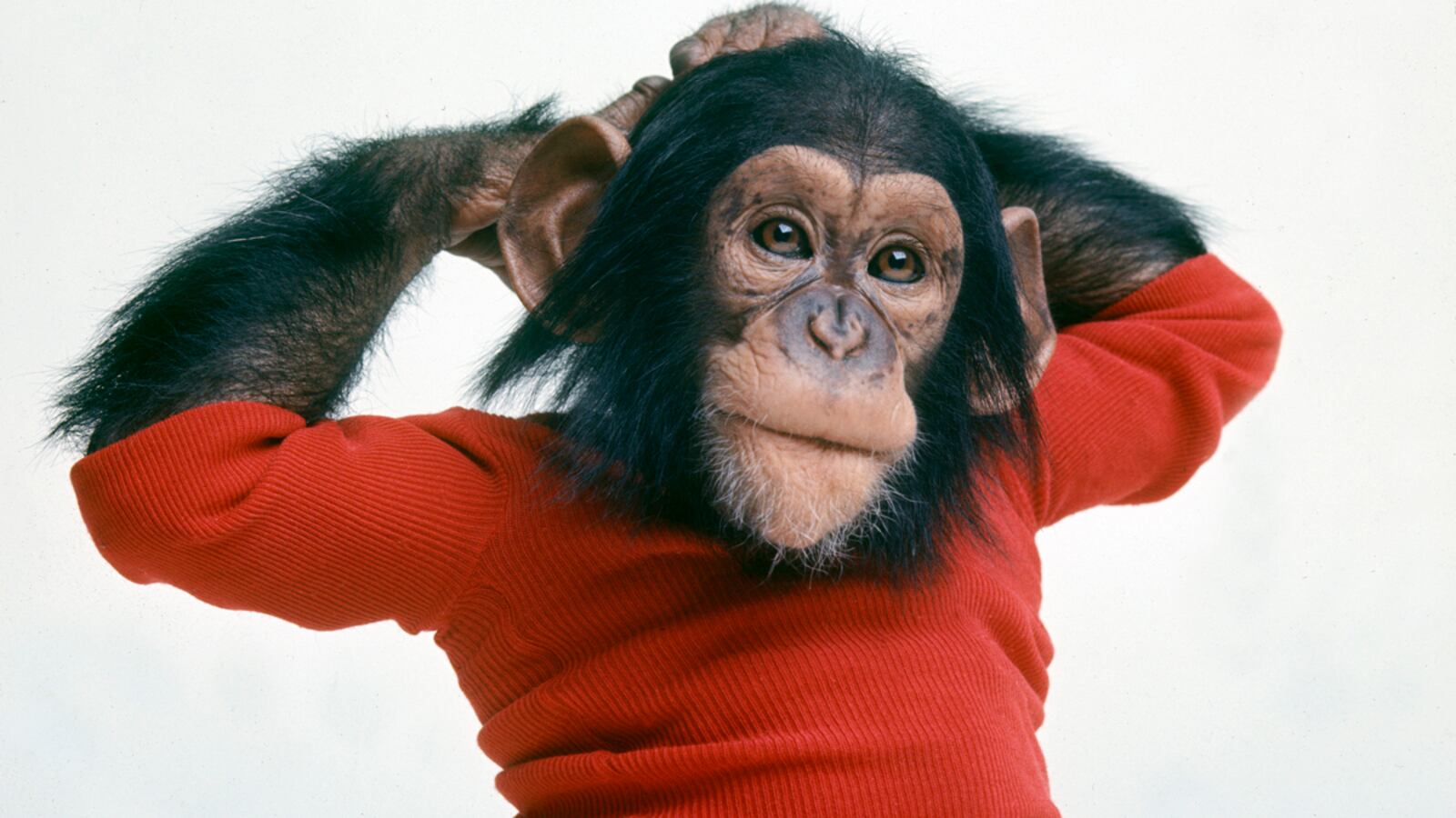 articles/2011/07/09/project-nim-the-stunning-new-documentary-about-chimpanzees/project-nim-stern_m2zzsw