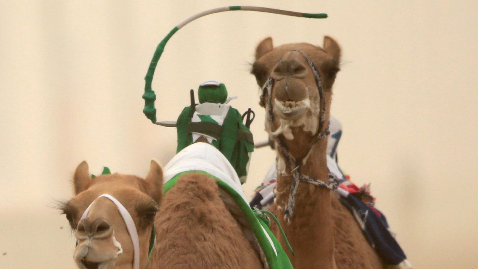 articles/2013/12/07/dubai-s-camel-races-embrace-robot-jockeys/131206-robot-camel-racing-tease_paapdi