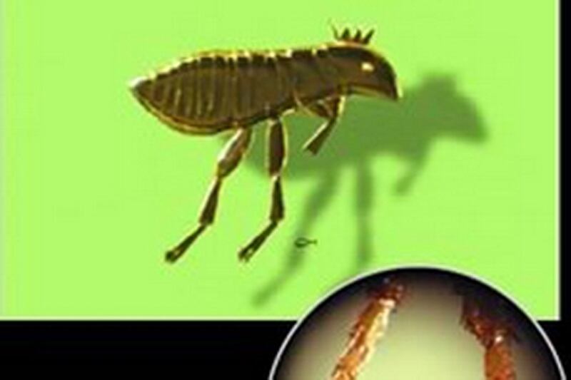 articles/2016/10/16/kiev-s-museum-of-microminiatures-the-biggest-collection-of-tiny-things/161015-o-connor-shod-flea-embed-09_w61geb