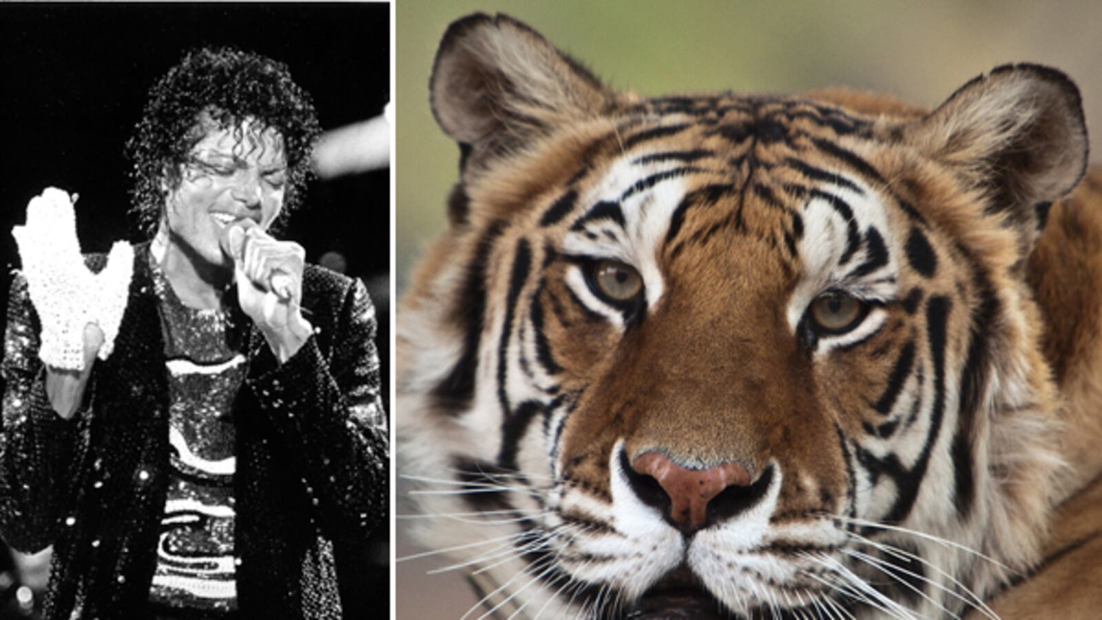 galleries/2011/06/16/weirdest-celebrity-pets/michael-jackson-tiger_bojr0t