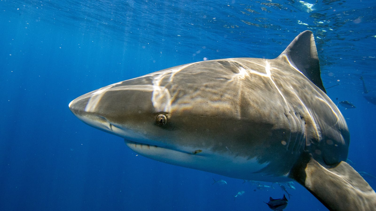 Jupiter, Florida - May 05, 2022: A bull sharks comes close to inspect tourist and their cameras during an eco tourism shark dive off of Jupiter, Florida on May 5, 2022. (Photo by Joseph Prezioso/Anadolu Agency via Getty Images)