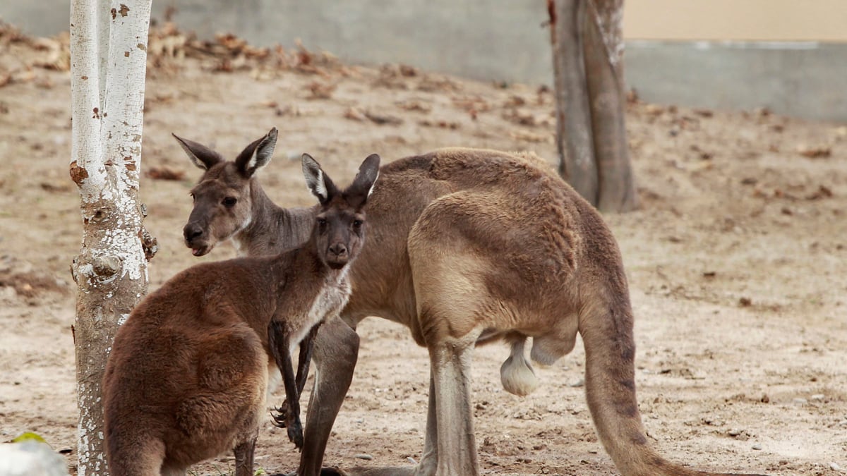 cheats/2015/06/19/wild-kangaroos-are-mostly-left-handed/150619-kangaroos-cheat_kwmife