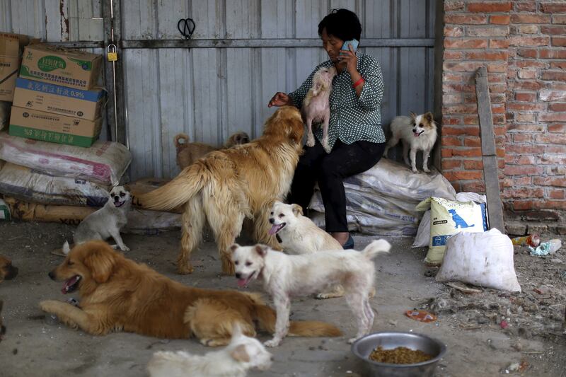 galleries/2015/07/09/dog-s-best-friend-meet-the-woman-saving-pups-from-slaughter/140709-dog-meat-activist-1_tihzsr