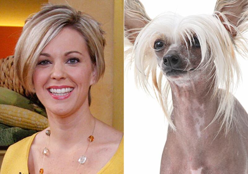 galleries/2009/05/29/kate-gosselin-s-hair/hrabi-gosselin-hair---dog_r3frjz
