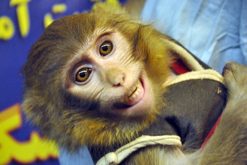 galleries/2014/02/10/the-cruelest-species-of-all-humans-wronging-animals/140210-animals-monkey-tease_cwoffe