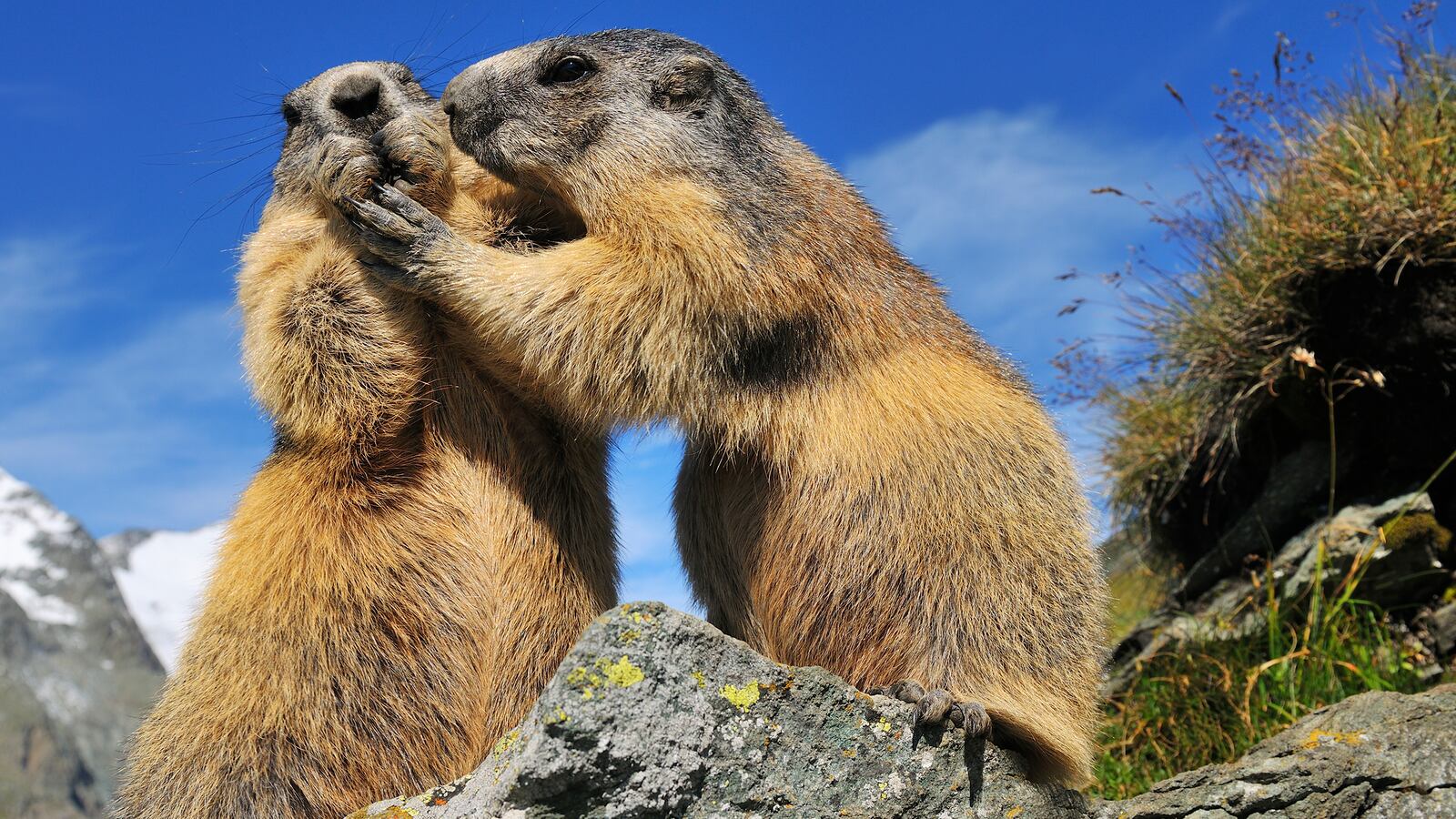 cheats/2013/08/31/teen-dies-from-black-death-disease/130829-weird-cheat-sheet-rodentdeath_efufj8