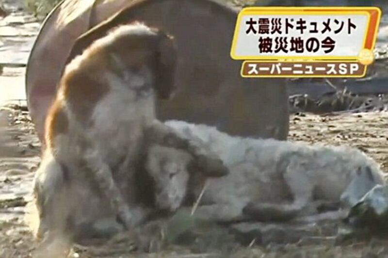 galleries/2011/12/05/uggy-and-other-famous-dogs-of-2011-photos/year-in-dogs-tsunami_p72tsm