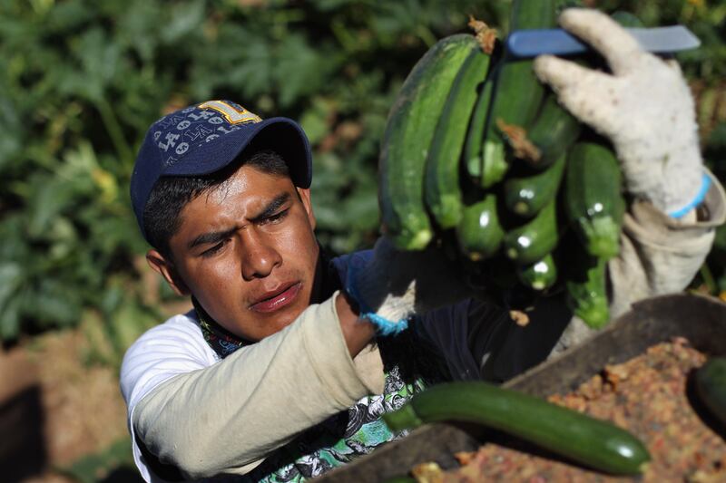 galleries/2011/07/22/baby-it-s-hot-outside/hot-zucchini_luan1x