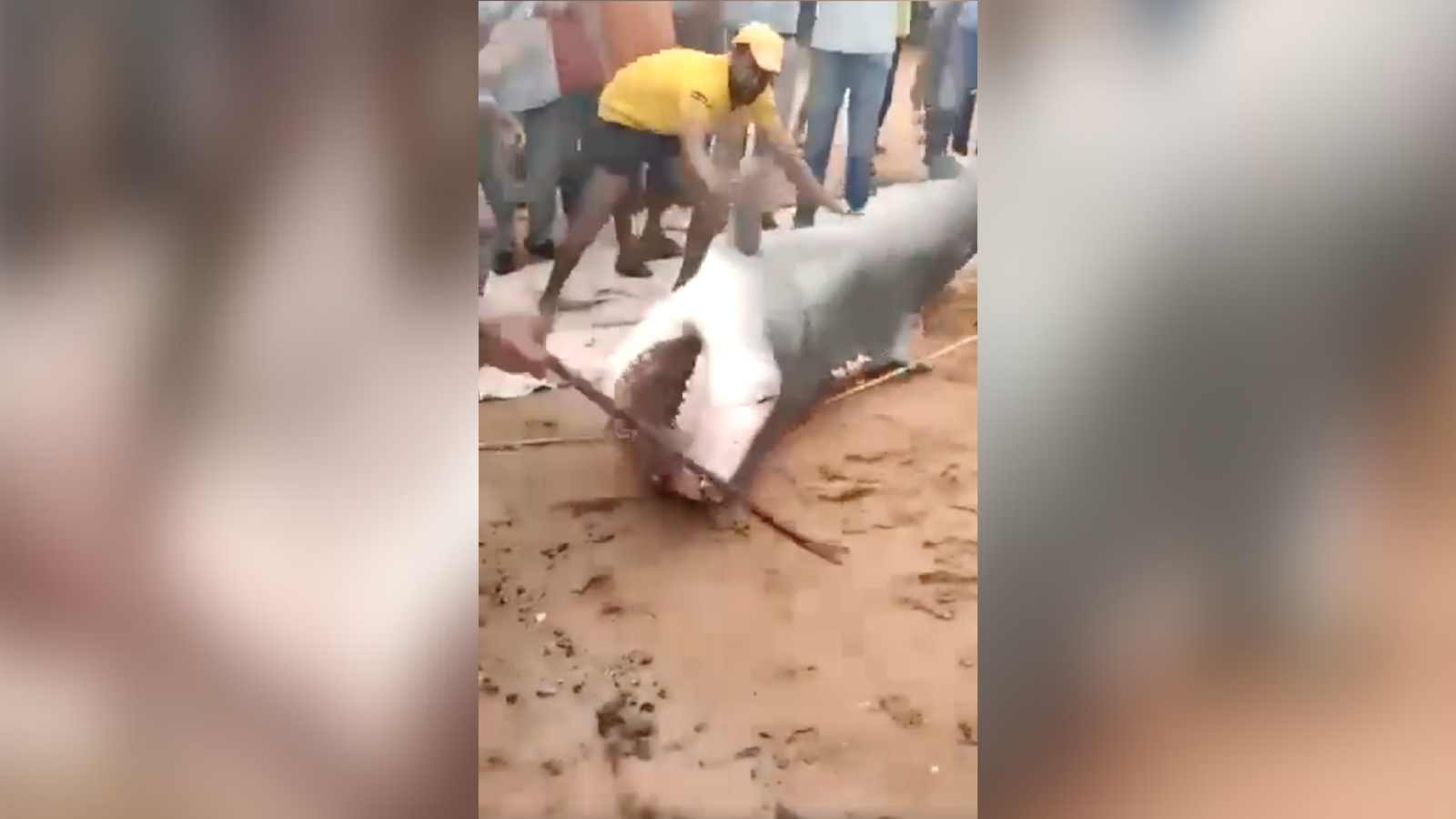 Screenshot from video of man beating the shark with a metal club.