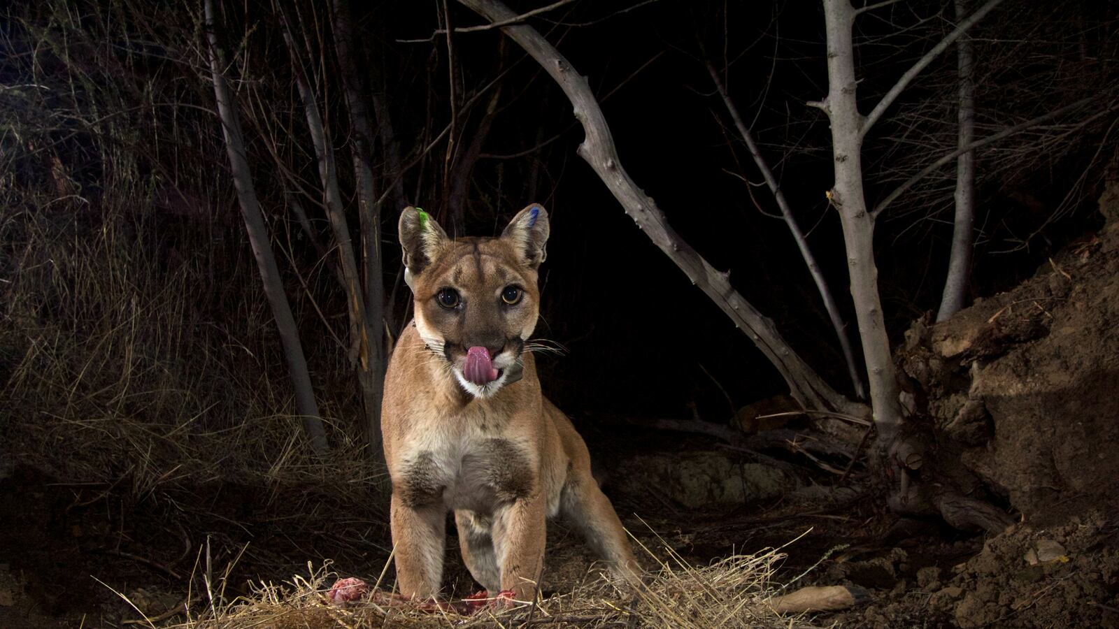 cheats/2016/06/18/mother-fights-off-mountain-lion-to-save-son/160618-lion-mom-son-cheat_ksw1x7