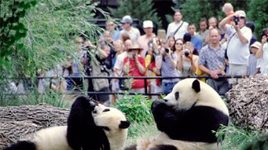 articles/2011/01/20/pandas-stay-in-national-zoo-plus-videos-of-cute-pandas/panda-diplomacy_154184_j0zdsd