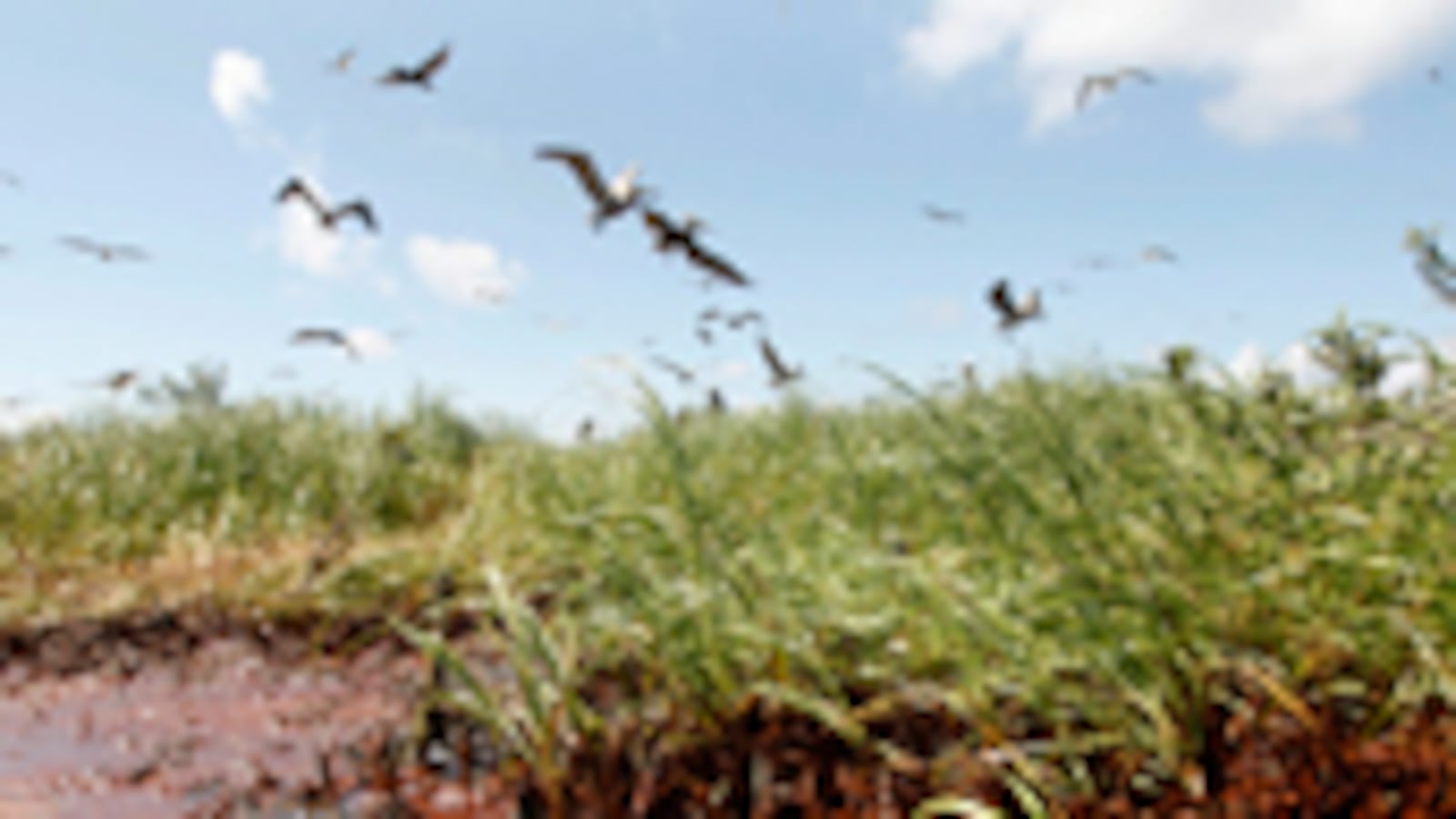 articles/2010/05/25/rename-the-gulf-spill/browning-bp-name_102846_edn2cx