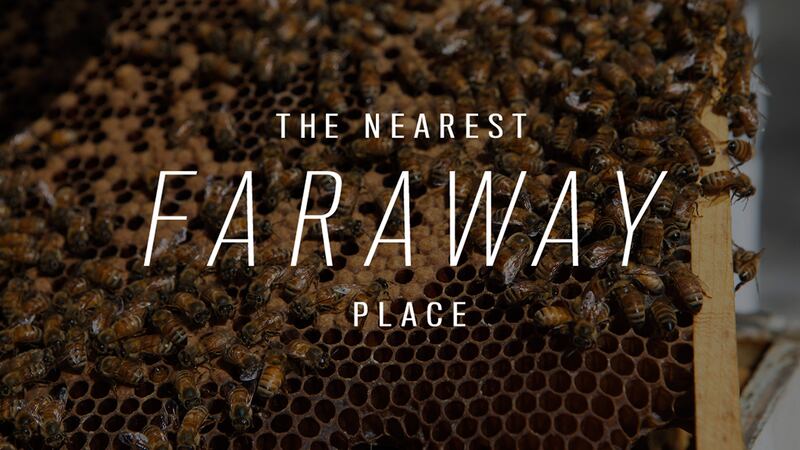 articles/2015/06/01/learning-to-farm-your-own-artisanal-honey-on-the-rooftops-of-new-york/learning-to-farm-your-own-artisanal-honey-on-the-rooftops-of-new-york-body-inlineimage_0_cys1ex