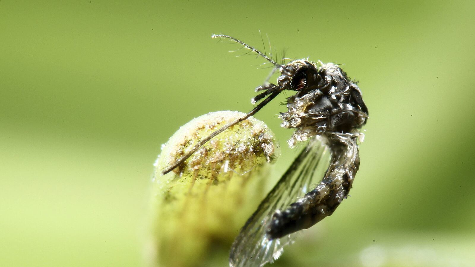 articles/2016/09/06/congress-is-finally-freaking-out-over-zika/160905-kucinich-zika-tease_luppc7