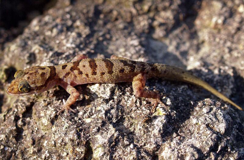 galleries/2010/10/06/new-species-discovered/new-species-mekong-10_t7zitq