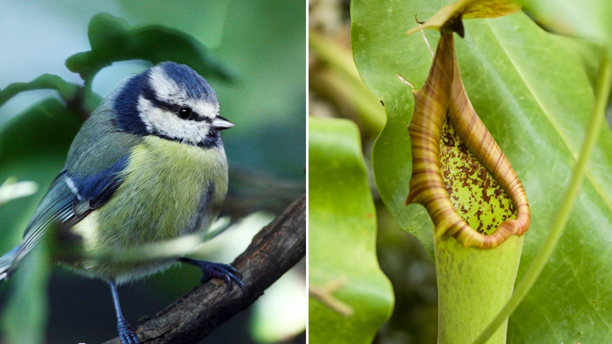 cheats/2011/08/05/plant-eats-blue-tit/pitcher-plant-eats-blue-tit-bird-cheat_lpw9qg