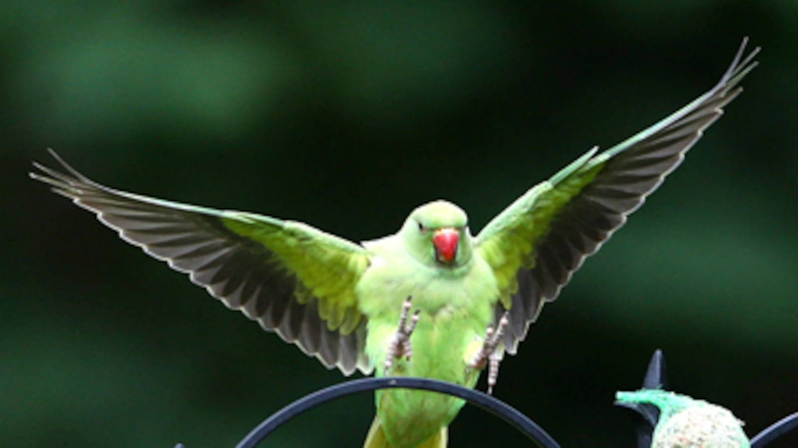 cheats/2011/05/14/parakeets-overrun-england/parakeet-london_hovekt