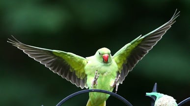 cheats/2011/05/14/parakeets-overrun-england/parakeet-london_hovekt