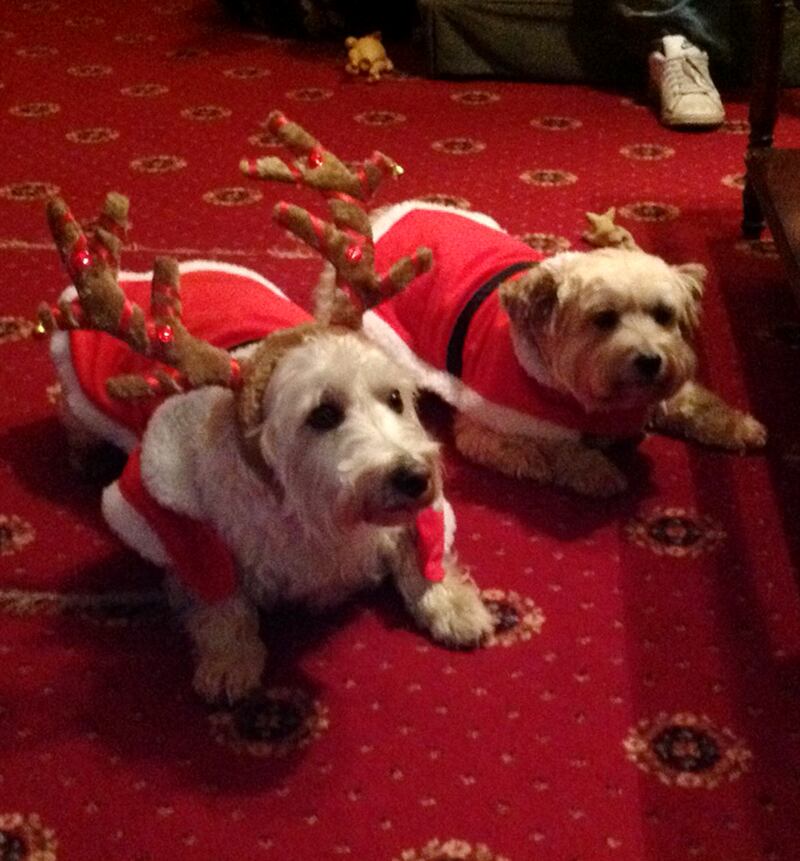 galleries/2012/12/25/santa-paws-dogs-get-dressed-in-the-holiday-spirit/max-lulu_a2vyod