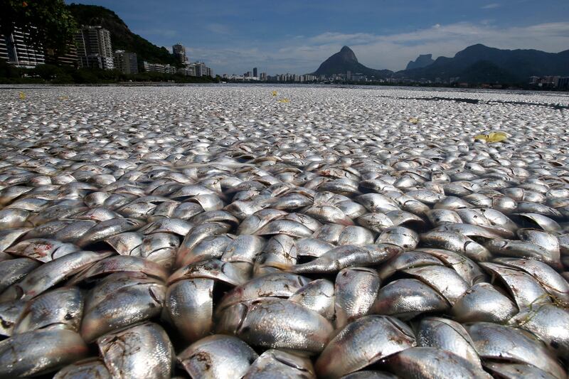 galleries/2013/12/26/the-best-beasts-of-2013-photos/beast-beast-dead-fish_pod3qq