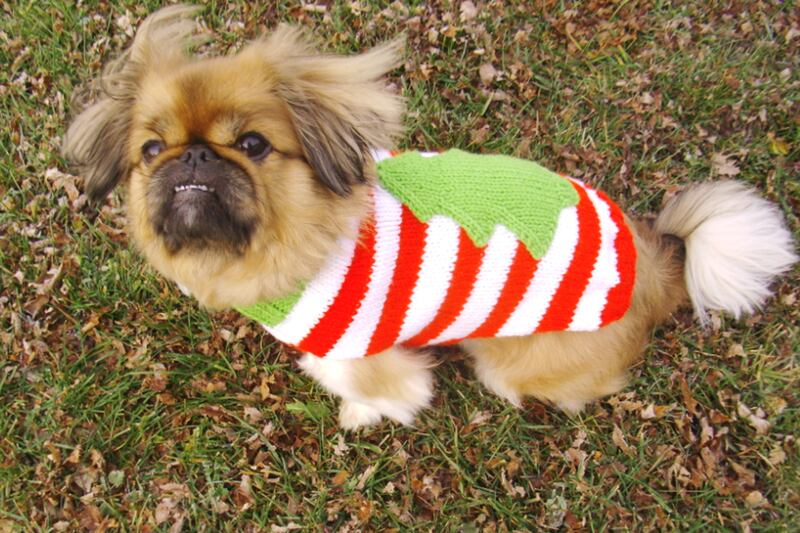 galleries/2012/12/25/santa-paws-dogs-get-dressed-in-the-holiday-spirit/ty-nichols_tfgsow