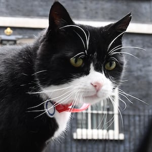 Palmerston, the Foreign & Commonwealth Office (FCO) cat investigates media cameras at ground level in front of 10 Downing Street in central London on June 9, 2017 after results in a snap general election show a hung parliament with Labour gains and the loss of the Conservative majority. British Prime Minister Theresa May faced pressure to resign on Friday after losing her parliamentary majority, plunging the country into uncertainty as Brexit talks loom. The pound fell sharply amid fears the Conservative leader will be unable to form a government and could even be forced out of office after a troubled campaign overshadowed by two terror attacks. (Photo by Justin TALLIS / AFP) (Photo by JUSTIN TALLIS/AFP via Getty Images)