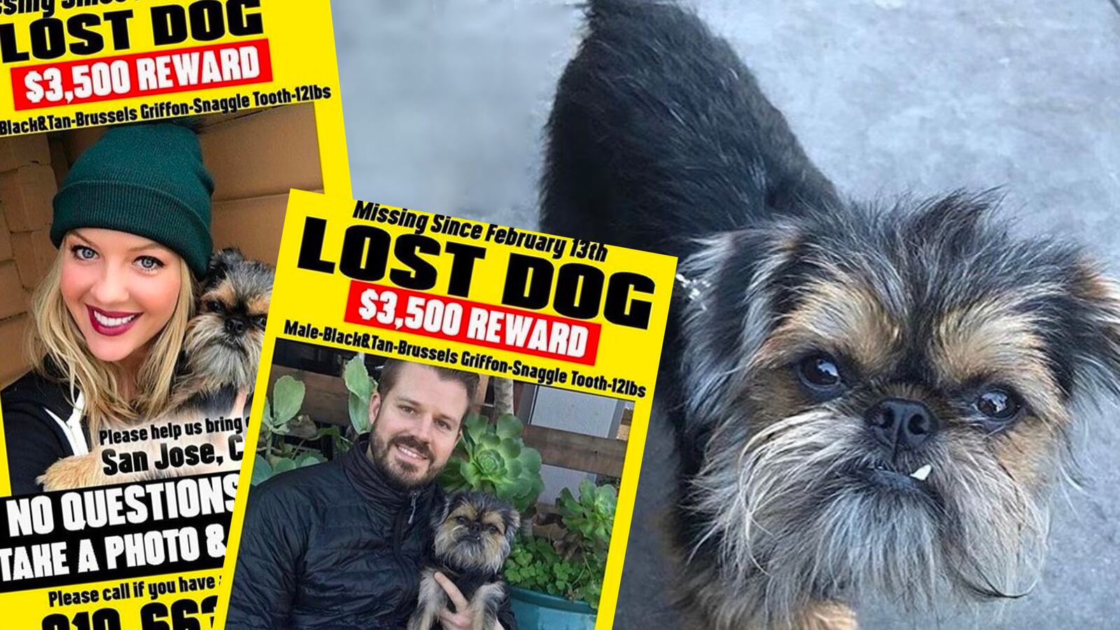 articles/2017/03/01/couple-postpones-wedding-to-find-their-missing-dog/170228-nestel-lost-dog-tease_ybxvai