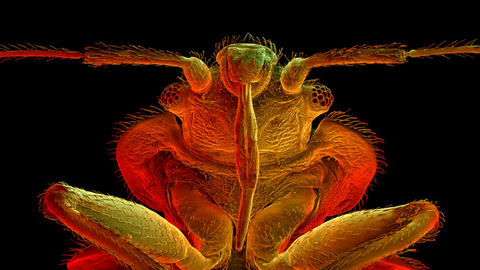 cheats/2013/02/12/bedbugs-shut-down-library/bugs-bed-bug-intro_ln3wg0