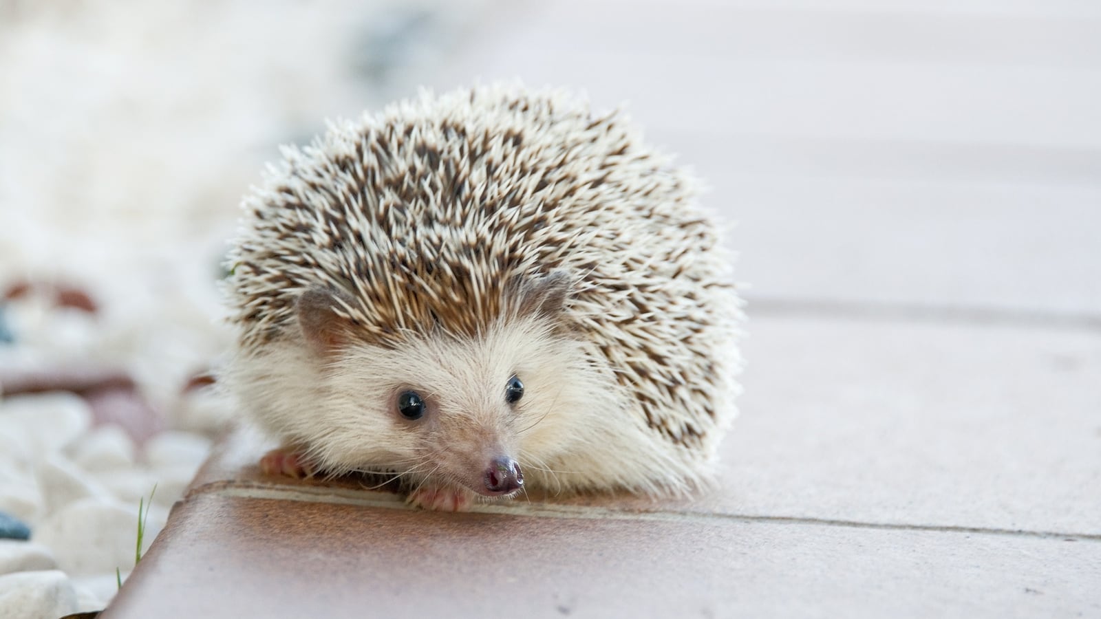 hedgehog-g12e3666cf_1920_jjazay