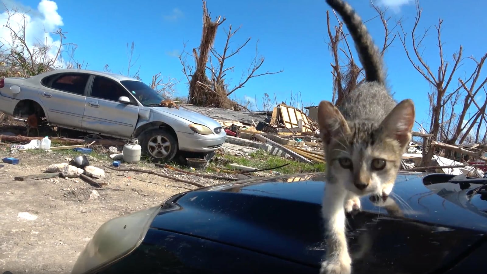 Louisiana_Cat_1_v3j6cl