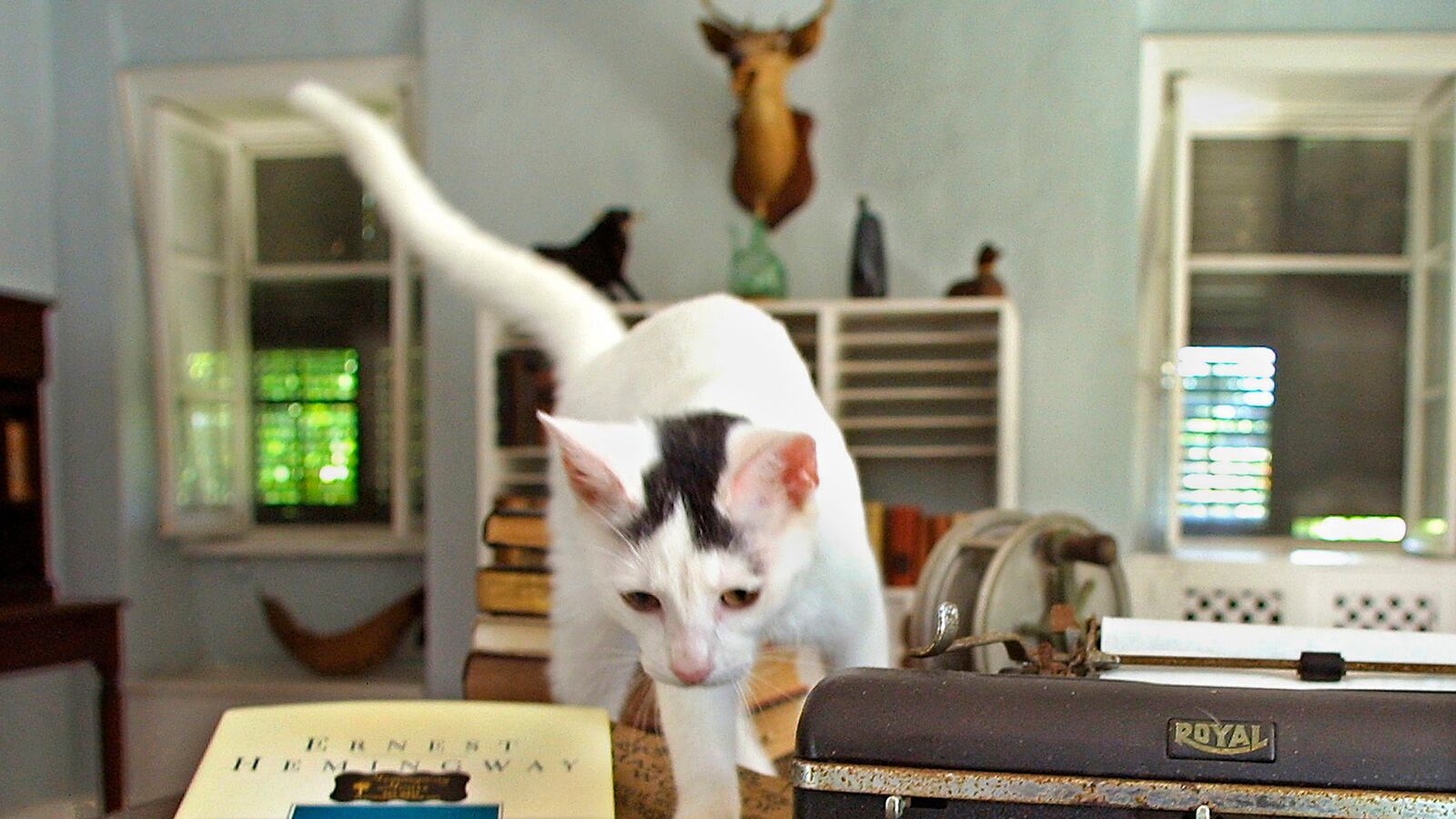articles/2013/12/20/the-cat-s-meow-top-10-destinations-for-feline-fanatics/131219-cat-destinations-hemingway_lkunqz