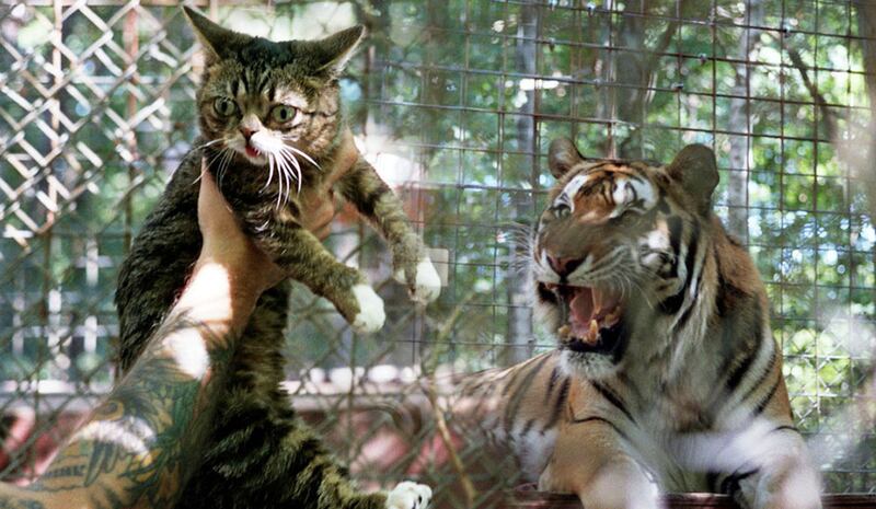 galleries/2013/04/14/2013-tribeca-film-festival-s-must-see-films-lil-bub-clint-eastwood-doc-more/tribeca-2013-lil-bub-friendz_c60amx