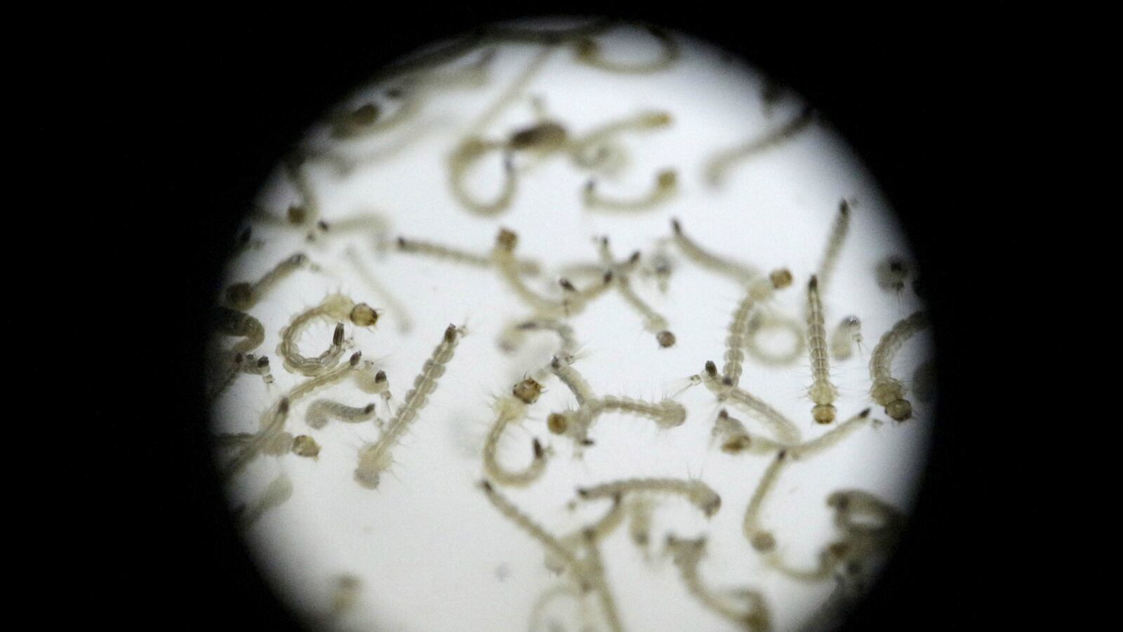 cheats/2016/02/05/three-people-die-after-contracting-zika/160201-zika-virus-cheat_nzgkwh