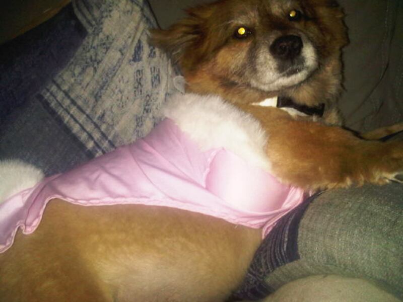 galleries/2011/04/28/twitpics-4-28/twitpi428---bell_nkv0qj