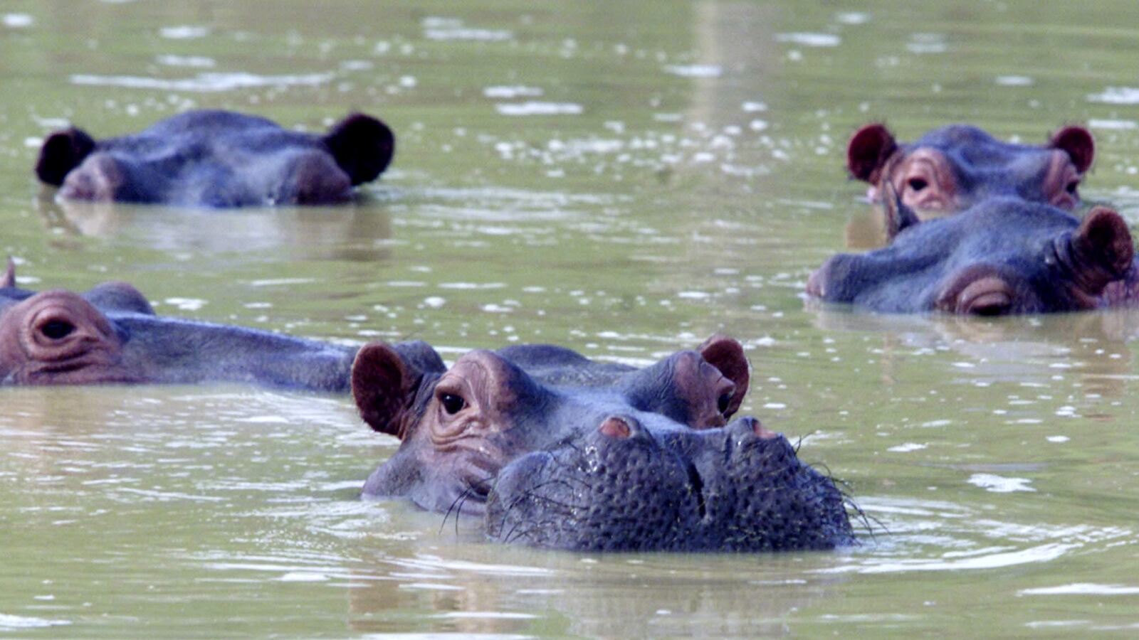 2002-12-10T000000Z_1844172507_RP3DRIFUBYAA_RTRMADP_3_COLOMBIA-HIPPOS_zjv2hl