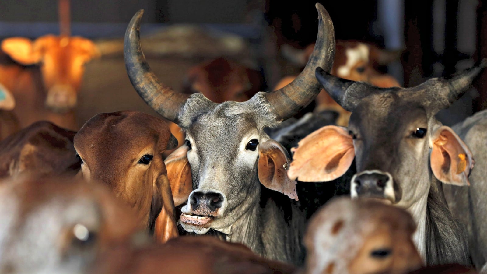 170526-cattle-india-cheat_q33ger