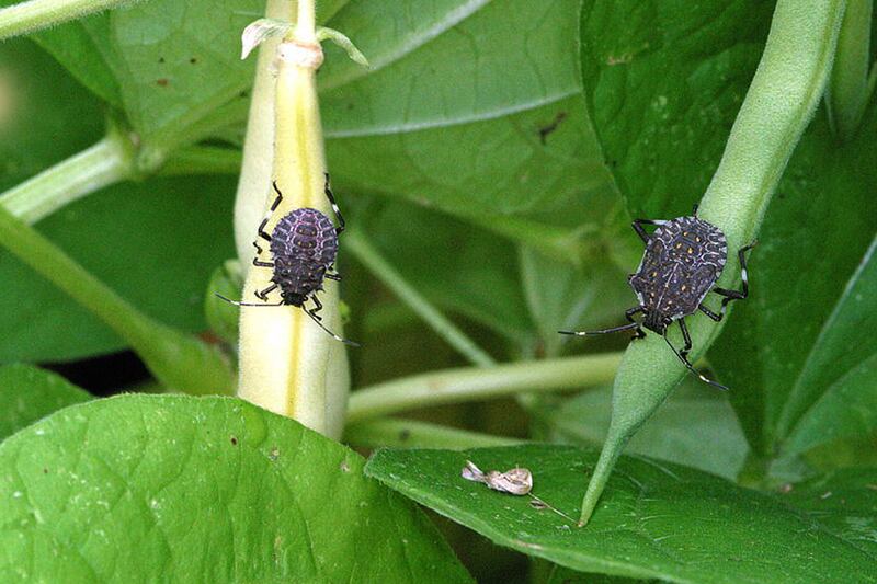 galleries/2013/05/24/cicadas-sharks-and-more-horrors-to-come-in-summer-2013-photos/130525-summer-stinkbug_vmlztt